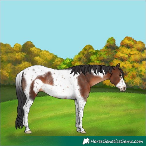 Horse Color:Brown Tobiano Frame Rabicano 