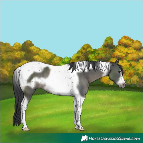 Horse Color:Black Tobiano Frame Rabicano 