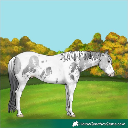 Horse Color:Black Sabino Tobiano Rabicano 