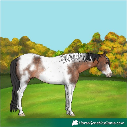 Horse Color:Brown Tobiano Frame Rabicano 