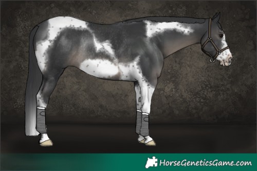 Horse Color:Black Tobiano Frame Rabicano 