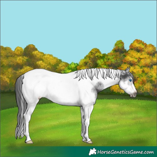 Horse Color:Black Sabino Tobiano Frame Rabicano