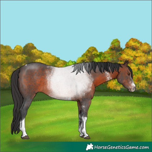Horse Color:Brown Sabino Tobiano Rabicano