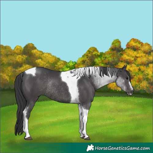 Horse Color:Black Sabino Tobiano Rabicano