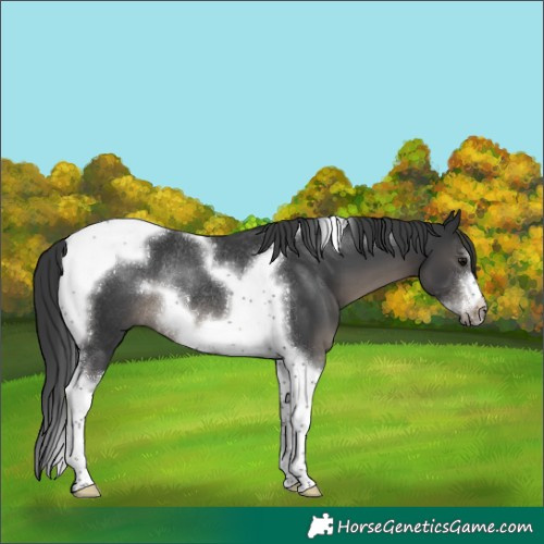 Horse Color:Black Tobiano Frame Rabicano 