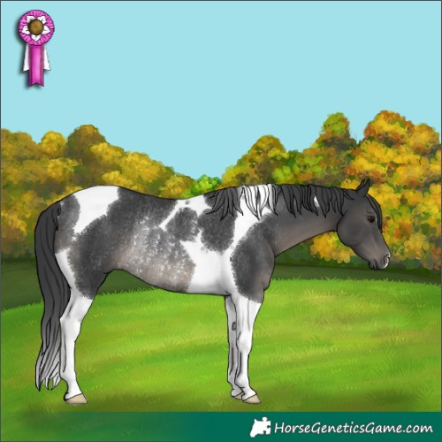 Horse Color:Black Tobiano Rabicano 