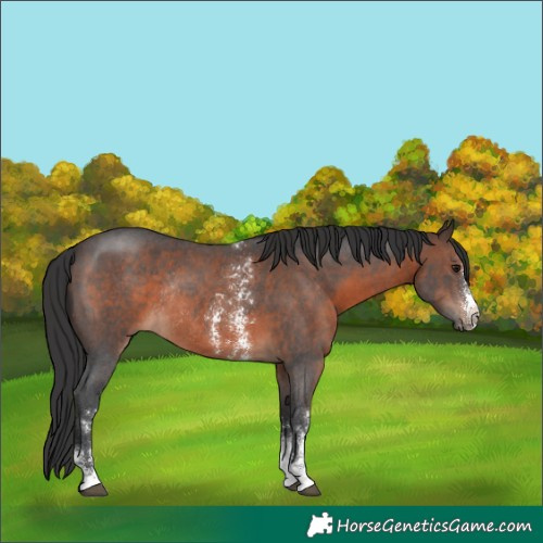 Horse Color:Brown Sabino Rabicano