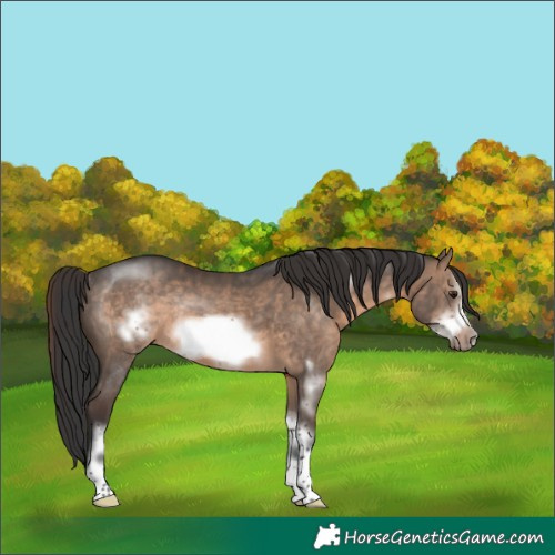 Horse Color:Brown Dun Sabino Frame Rabicano 
