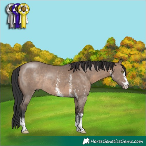 Horse Color:Brown Dun Sabino Rabicano 