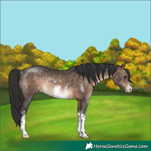 Horse Color:Brown Dun Sabino Rabicano 