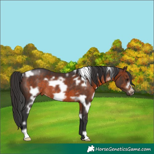 Horse Color:White Spotted Brown Frame Rabicano