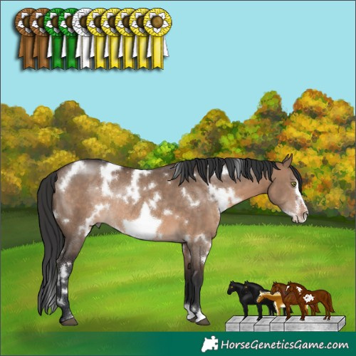 Horse Color:White Spotted Brown Dun Frame Rabicano 