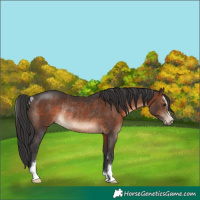 Horse Color:Brown Sabino Rabicano