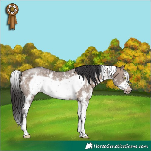 Horse Color:White Spotted Brown Dun Sabino Frame Rabicano 