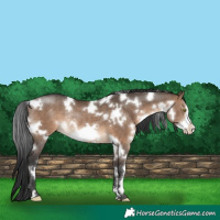 Horse Color:White Spotted Brown Dun Frame Rabicano 