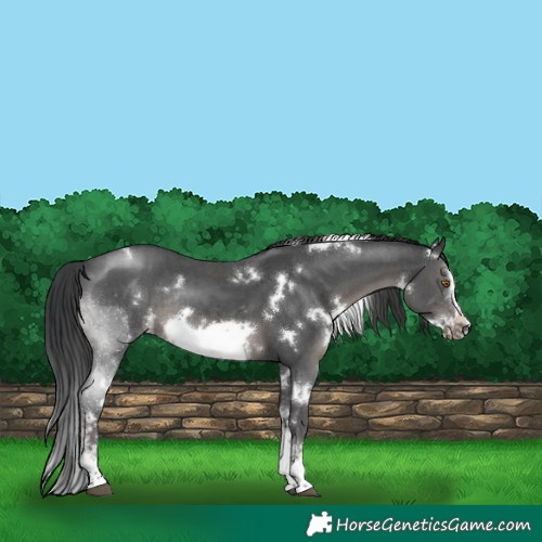 Horse Color:White Spotted Black Sabino Frame Rabicano 