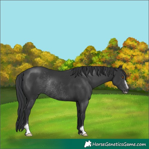 Horse Color:Black Sabino Rabicano 