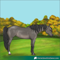 Horse Color:Grullo Sabino Rabicano 