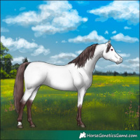 Horse Color:Chocolate Buckskin Chinchilla 