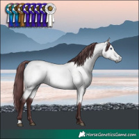 Horse Color:Chocolate Buckskin Chinchilla