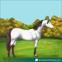 Horse Color:Chocolate Buckskin Chinchilla 