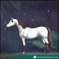 Horse Color:Chocolate Buckskin Chinchilla 