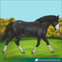 Horse Color:Black Appaloosa 
