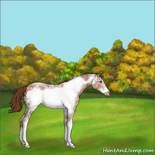 Horse Color:Chestnut Ice Frame Appaloosa 