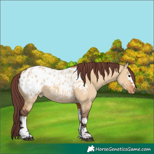 Horse Color:White Spotted Chocolate Bay Dun Tobiano Appaloosa 