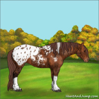 Horse Color:Chocolate Bay Ice Tobiano Appaloosa 