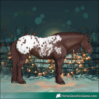 Horse Color:Chocolate Brown Appaloosa 
