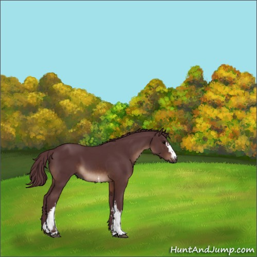 Horse Color:White Spotted Chocolate Brown 