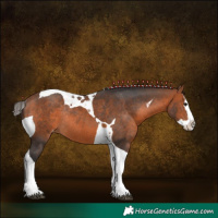 Horse Color:Bay Splash Tobiano Appaloosa Rabicano 