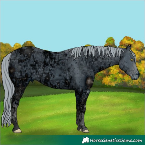 Horse Color:ERROR: UNKNOWN ANOMALY