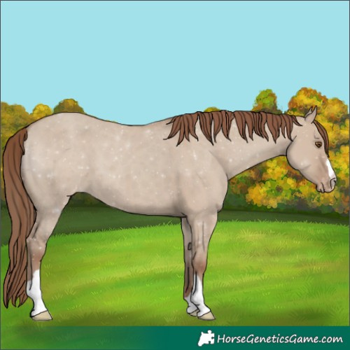 Horse Color:Classic Champagne Dun Appaloosa 