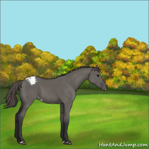 Horse Color:Grullo Appaloosa 