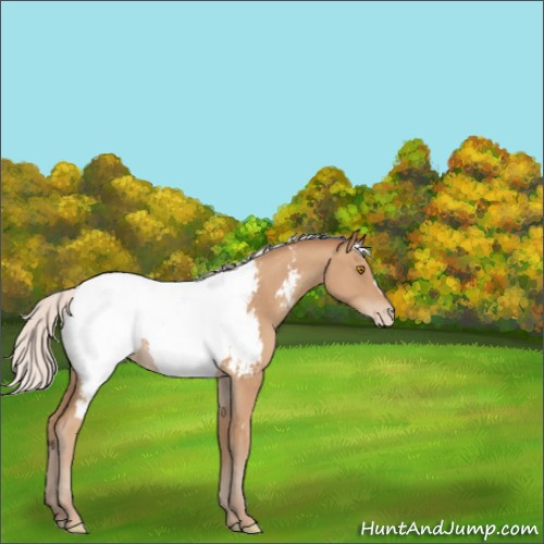Horse Color:Silver Classic Champagne Appaloosa 
