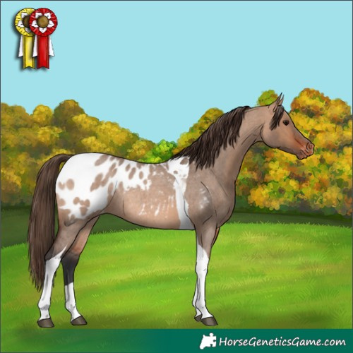 Horse Color:Bay Roan Dun Tobiano Appaloosa Rabicano