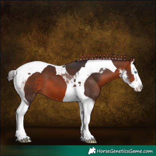Horse Color:Bay Sabino Splash Tobiano 