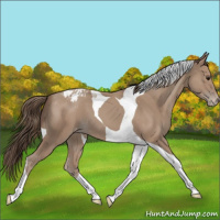 Horse Color:Classic Champagne Tobiano Appaloosa 