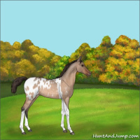 Horse Color:Bay Roan Dun Tobiano Appaloosa Rabicano