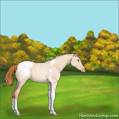 Horse Color:Gold Champagne Dun Tobiano Appaloosa 