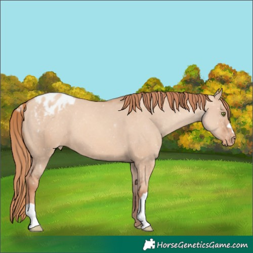 Horse Color:Gold Champagne Dun Appaloosa 