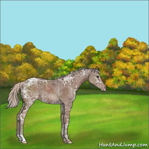 Horse Color:Silver Black Ice Appaloosa 