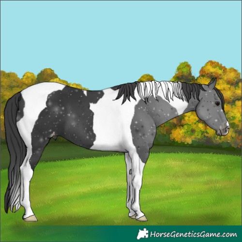 Horse Color:Black Tobiano Appaloosa