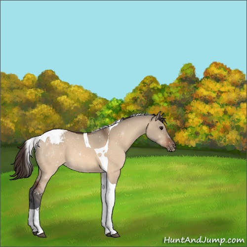 Horse Color:Bay Dun Tobiano Appaloosa