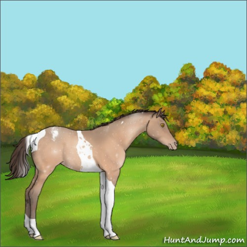 Horse Color:Amber Champagne Tobiano Appaloosa 