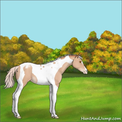 Horse Color:Silver Classic Champagne Tobiano Appaloosa 