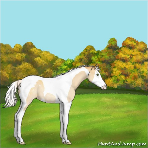 Horse Color:Silver Classic Cream Champagne Splash Tobiano Appaloosa Rabicano 