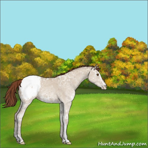 Horse Color:Classic Champagne Ice Dun Sabino Appaloosa 